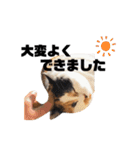 ほめるニャーちゃんのスタンプ（個別スタンプ：10）