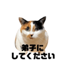 ほめるニャーちゃんのスタンプ（個別スタンプ：24）