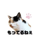 ほめるニャーちゃんのスタンプ（個別スタンプ：29）