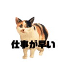 ほめるニャーちゃんのスタンプ（個別スタンプ：31）