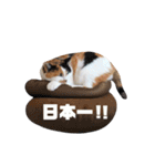 ほめるニャーちゃんのスタンプ（個別スタンプ：36）