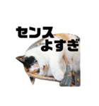 ほめるニャーちゃんのスタンプ（個別スタンプ：38）