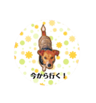 かわいい犬！！（個別スタンプ：5）