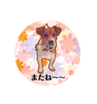 かわいい犬！！（個別スタンプ：7）