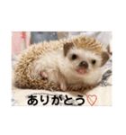 ぶちぎれハリネズミのしめじ。（個別スタンプ：1）