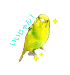 リアルセキセイインコの日常会話（個別スタンプ：2）