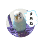 リアルセキセイインコの日常会話（個別スタンプ：3）