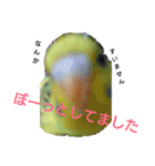 リアルセキセイインコの日常会話（個別スタンプ：4）
