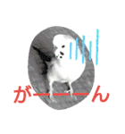 リアルセキセイインコの日常会話（個別スタンプ：5）