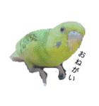 リアルセキセイインコの日常会話（個別スタンプ：6）