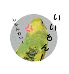 リアルセキセイインコの日常会話（個別スタンプ：7）
