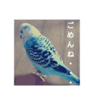 リアルセキセイインコの日常会話（個別スタンプ：8）