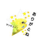 リアルセキセイインコの日常会話（個別スタンプ：9）