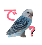 リアルセキセイインコの日常会話（個別スタンプ：10）