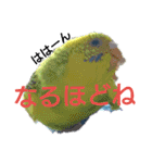 リアルセキセイインコの日常会話（個別スタンプ：11）