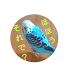 リアルセキセイインコの日常会話（個別スタンプ：12）