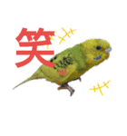 リアルセキセイインコの日常会話（個別スタンプ：13）