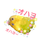 リアルセキセイインコの日常会話（個別スタンプ：14）