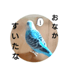 リアルセキセイインコの日常会話（個別スタンプ：17）