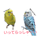 リアルセキセイインコの日常会話（個別スタンプ：19）