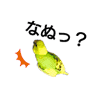 リアルセキセイインコの日常会話（個別スタンプ：20）