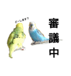 リアルセキセイインコの日常会話（個別スタンプ：24）
