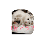なな＆せいや3（個別スタンプ：4）
