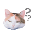 三毛猫twins（個別スタンプ：1）