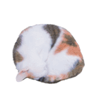 三毛猫twins（個別スタンプ：2）