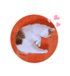 三毛猫twins（個別スタンプ：3）