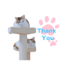 三毛猫twins（個別スタンプ：6）