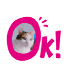 三毛猫twins（個別スタンプ：7）