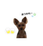 ヨーギーノエちゃんのごあいさつ❤︎（個別スタンプ：3）