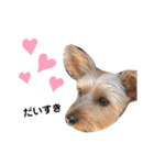 ヨーギーノエちゃんのごあいさつ❤︎（個別スタンプ：11）
