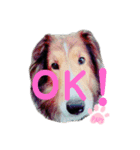 久保家の愛犬 パピー♀（個別スタンプ：2）