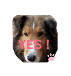 久保家の愛犬 パピー♀（個別スタンプ：3）