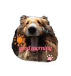 久保家の愛犬 パピー♀（個別スタンプ：5）