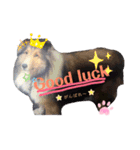 久保家の愛犬 パピー♀（個別スタンプ：10）