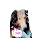 久保家の愛犬 パピー♀（個別スタンプ：11）