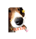 久保家の愛犬 パピー♀（個別スタンプ：12）