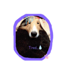久保家の愛犬 パピー♀（個別スタンプ：14）