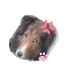 久保家の愛犬 パピー♀（個別スタンプ：15）