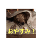 ダックス〜日奈と奈乃〜（個別スタンプ：2）