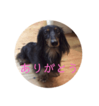 ダックス〜日奈と奈乃〜（個別スタンプ：3）