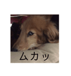 ダックス〜日奈と奈乃〜（個別スタンプ：4）