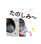 チンチラのごま（個別スタンプ：3）