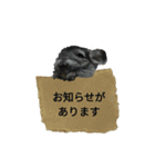 チンチラのごま（個別スタンプ：6）