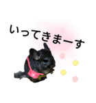 チンチラのごま（個別スタンプ：13）