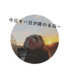 フェレットのペレさんのスタンプです（個別スタンプ：5）