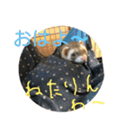 フェレットのペレさんのスタンプです（個別スタンプ：7）